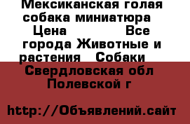 Мексиканская голая собака миниатюра › Цена ­ 53 000 - Все города Животные и растения » Собаки   . Свердловская обл.,Полевской г.